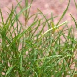 Rhamnus frangula 'Fine Line' �