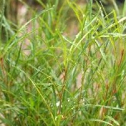 Rhamnus frangula 'Fine Line' �