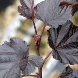 Physocarpus opulifolius Midnight � 'Jonight'
