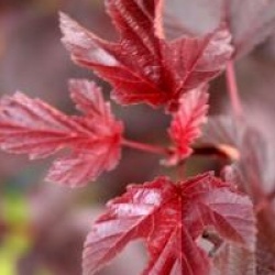 Physocarpus opulifolius 'Andr�'