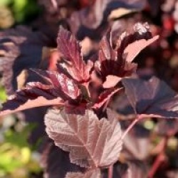 Physocarpus opulifolius 'Andr�'