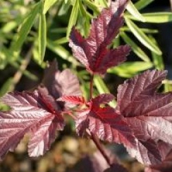 Physocarpus opulifolius 'Andr�' - Physocarpus opulifolius 'Andr�'