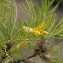 Caragana arborescens 'Lorbergii'
