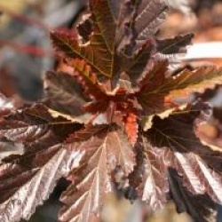 Physocarpe Red Baron