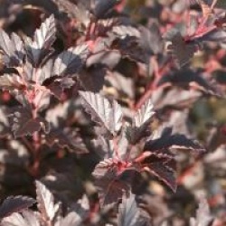 Physocarpus opulifolius Tiny Wine � 'Smpotw'  - Physocarpe Tiny Wine