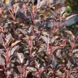 Physocarpus opulifolius Tiny Wine � 'Smpotw' 