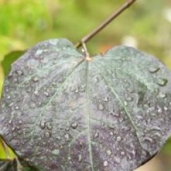 Cercis canadensis 'Ruby Falls'