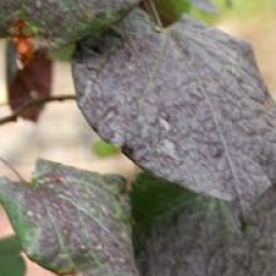 Cercis canadensis 'Ruby Falls'