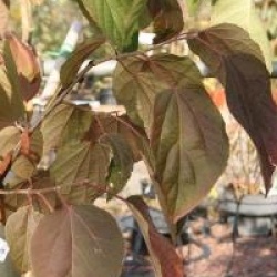 Poliothyrsis sinensis