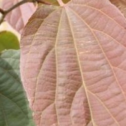Poliothyrsis sinensis