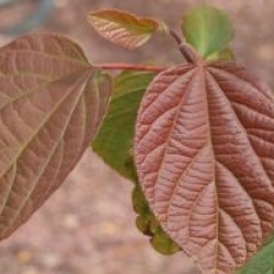 Poliothyrsis sinensis