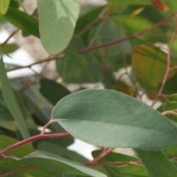 Eucalyptus melliodora 