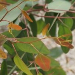 Eucalyptus melliodora 