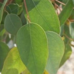 Eucalyptus melliodora 