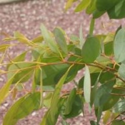 Eucalyptus stellulata 