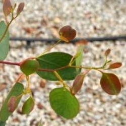 Eucalyptus camphora