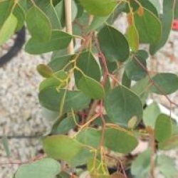 Eucalyptus camphora