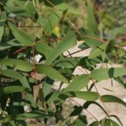 Eucalyptus viminalis - Eucalyptus � feuilles de saules