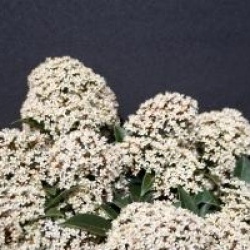 Skimmia japonica 'Marlot'