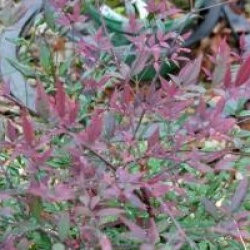 Nandina domestica 'Summer Sunset' � - Bambou sacr� Summer Sunset �