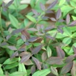 Nandina domestica 'Summer Sunset' �