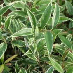 Leucothoe fontanesiana 'Whitewater'