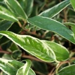 Leucothoe fontanesiana 'Whitewater'