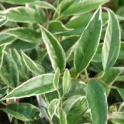 Leucothoe fontanesiana 'Whitewater'