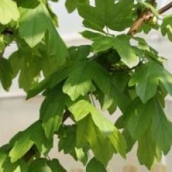 Acer campestre 'Fastigiatum'