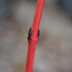 Cornus alba 'Cream Cracker' �