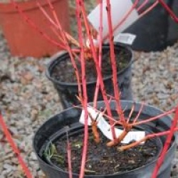 Cornus alba 'Cream Cracker' �