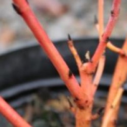 Cornus alba 'Cream Cracker' �