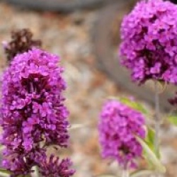  Buddleja davidii Free Petite � Tutti Fruitti 