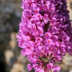  Buddleja davidii Free Petite � Tutti Fruitti 