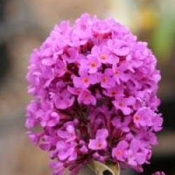  Buddleja davidii Free Petite � Tutti Fruitti 