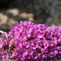  Buddleja davidii Free Petite � Tutti Fruitti 