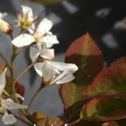 Amelanchier x grandiflora 'Princess Diana' - Am�lanchier Princesse Diana