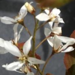 Amelanchier x grandiflora 'Princess Diana'