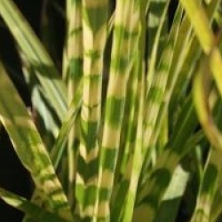 Miscanthus sinensis 'Gold Bar' - Miscanthus Gold Bar