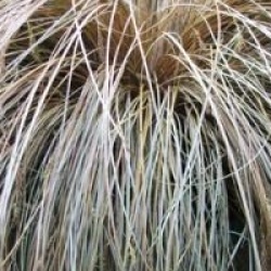 Carex comans 'Bronze Form' - Laiche Bronze Form