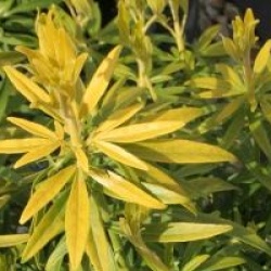  Choisya x dewitteana Goldfingers � 'Limo' 