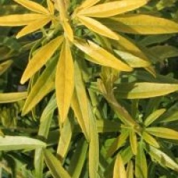  Choisya x dewitteana Goldfingers � 'Limo' 