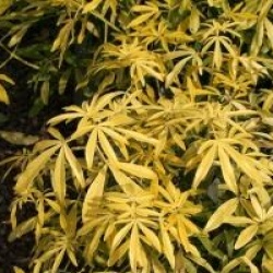  Choisya x dewitteana Goldfingers � 'Limo' 