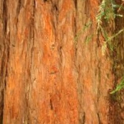 Sequoia sempervirens 