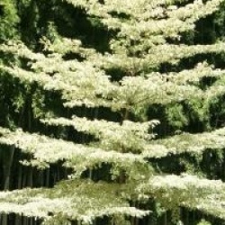 Cornus controversa 'Variegata'