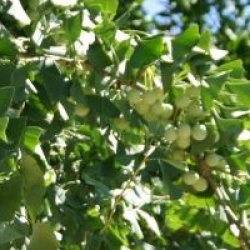 Ginkgo biloba