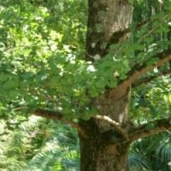 Ginkgo biloba