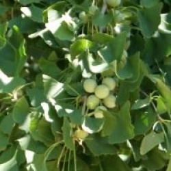 Ginkgo biloba