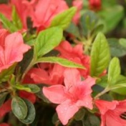 Rhododendron 'Orange Beauty'