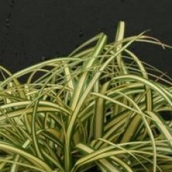 Carex Evergold